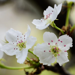 邻家扭蛋女漫画免费阅读未删减
